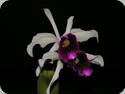 Laelia purpurata var. roxo bispo